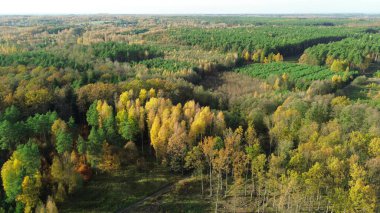 Parlak sonbahar renkleriyle güzel doğa sahnesi