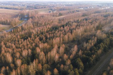 Yukarıdan görülen karışık orman ağaçları