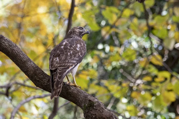 Cooper 'ın şahini (Accipiter cooperii) bir dala tünemiş, arka planda sarı yapraklı izleyiciye bakıyor.