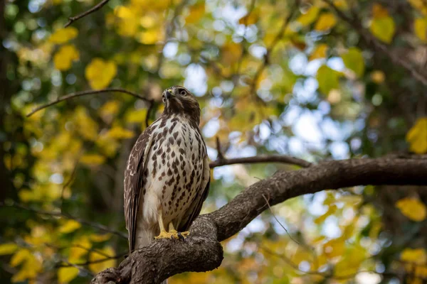 Cooper Şahini Accipiter Cooperii Bir Dala Tünemiş Arka Planda Sarı — Stok fotoğraf