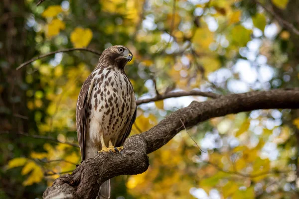 Cooper 'ın şahini (Accipiter cooperii) bir dala tünemiş, arka planda sarı yapraklı izleyiciye bakıyor.
