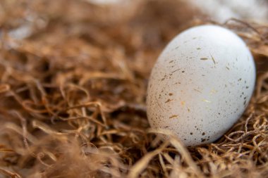 Single speckled easter egg in straw with soft light