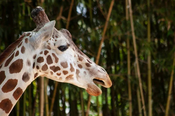 Girafa Rosto Close Perfil Ponto Vista — Fotografia de Stock