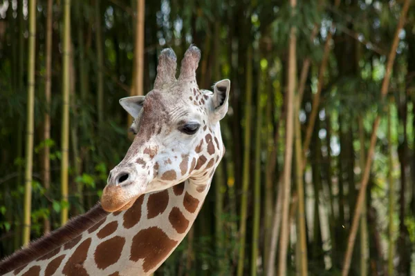 Jirafa Cara Cerca Girando Hacia Espectador Con Bambú Fondo — Foto de Stock