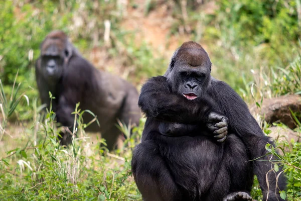 Yetişkin dişi batı gorili bileklerine bakıyor. Sanki arka planda goril varmış gibi.