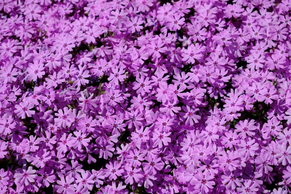 紫色の忍び寄るPhloxは開花庭カーペットを形成する — ストック写真