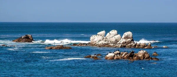 Oiseaux Mer Rochers Dans Océan Pacifique Côte Californie — Photo