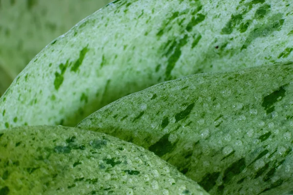 Dew Drops Layers Pothos Leaves Limited Focus — Stock Photo, Image