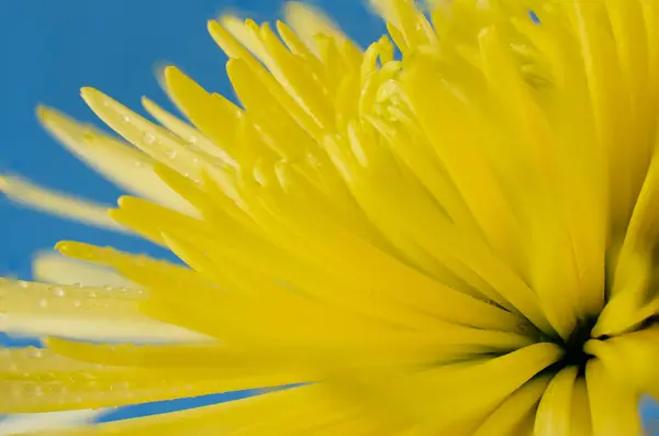 Жовта Хризантема Крупним Планом Краплями Роси Мрійливим Вибірковим Фокусом — стокове фото