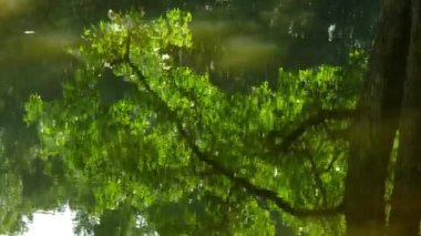 Sakin ve sakin su, sabah ışığında yeşil yaprakları yansıtıyor..