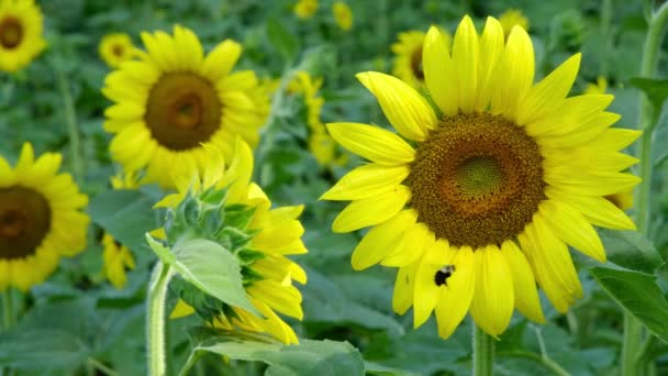 Bumble Bee Landing Mooie Zonnebloem Het Gebied Van Zonnebloemen — Stockvideo