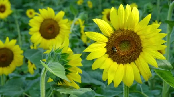 Abeja Bumble Recogiendo Polen Néctar Hermoso Girasol Campo Girasoles — Vídeos de Stock