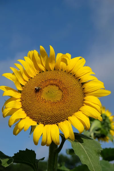 Hummel Sammelt Pollen Einer Sonnenblume — Stockfoto