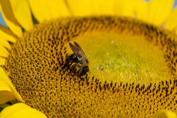Шмель Собирает Пыльцу Подсолнуха Макровзгляд — стоковое фото