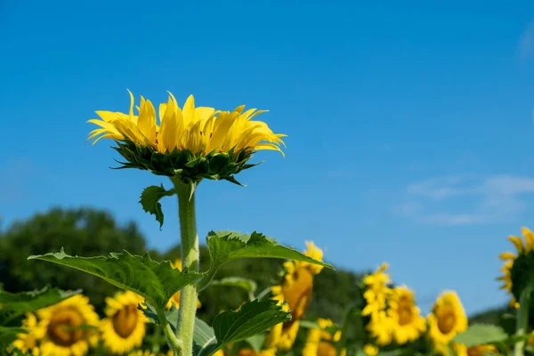 Single Sunflower Looking Deep Blue Sky Field Sunflowers — Stock Photo, Image