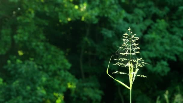 Toile Araignée Accrochée Tête Florale Tige Herbe Dans Une Brise — Video
