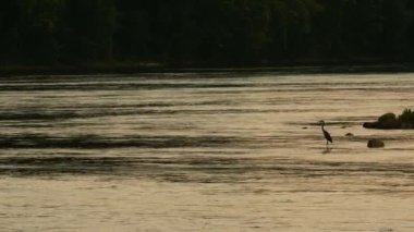 Büyük mavi balıkçıl gün sonunda altın saat ışığıyla sığ sularda yüzüyor. Balıkçıl gün batımında hareketsiz dururken nehir suyu hareket ediyor. Bir kuş boynunu uzatır ve ışık azaldıkça balık arar..