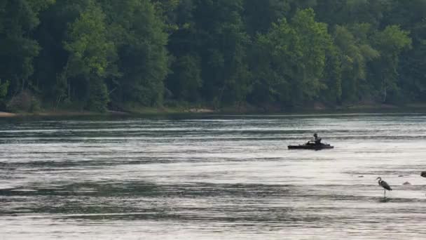 Kayaker Paddles Wading Blue Heron Early Evening Fish Jump Distance — Stock Video