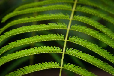 Jacaranda ağacının (Jacaranda mimozafolia) yaprakları gibi eğreltiotu manzarası