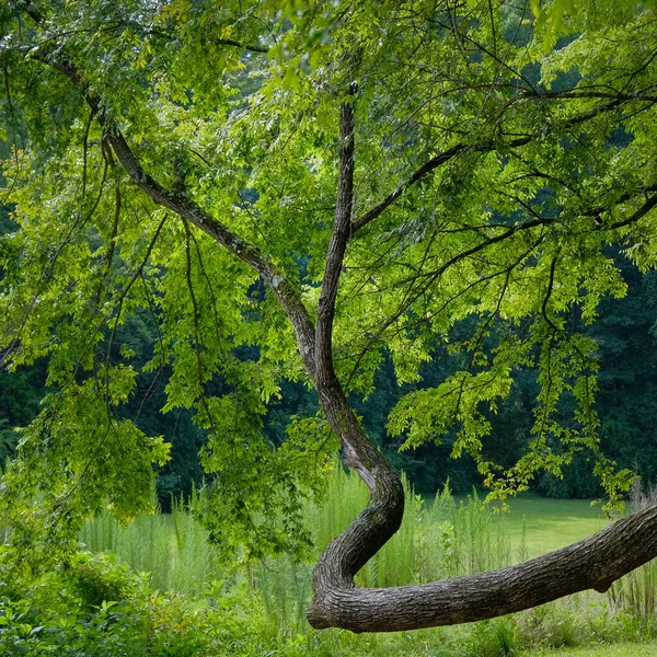 Branche Arbre Gracieusement Incurvée Avec Beau Drapage Feuillage Rétroéclairé Sur — Photo