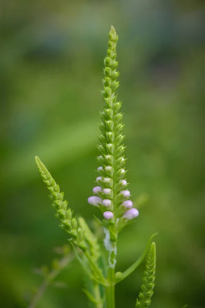 Poslušná Rostlina Physostegia Virginiana Růžovými Květy Právě Začíná Objevovat Negativní — Stock fotografie