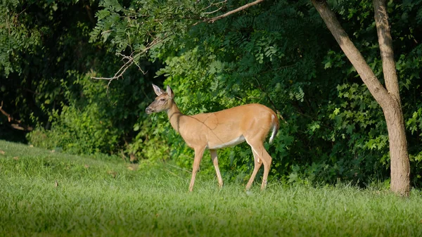 White Tail Deer Female Standing Grass Edge Wooded Area Staring — Stock Photo, Image