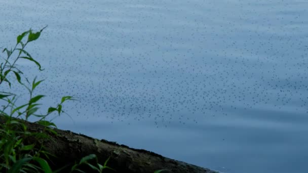 Små Flygande Insekter Svärmar Strax Ovanför Ytan Rörligt Sötvatten Catawba — Stockvideo