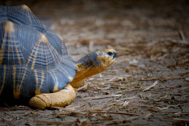 Radyasyonlu kaplumbağa (Astrochelys radiata) kopya için negatif alanı olan bir profil içinde