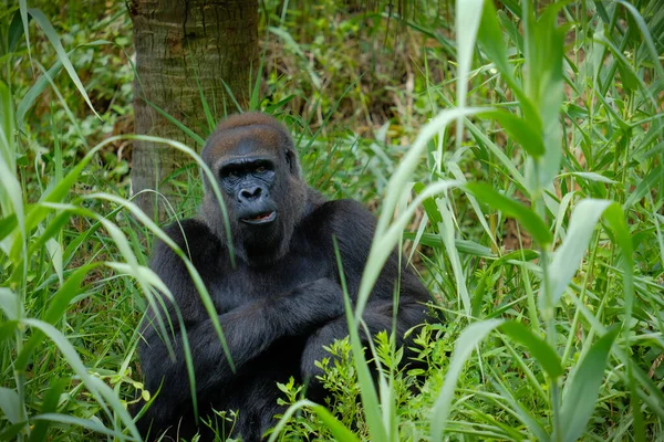 Gorille Des Plaines Ouest Gorilla Gorilla Gorilla Avec Expression Faciale — Photo