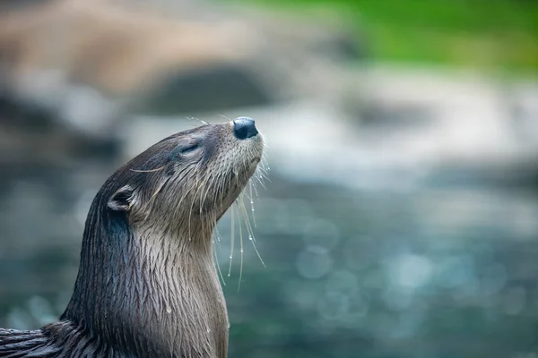 Kuzey Amerika nehir samuru (Lontra canadensis) sudan çıkıyor ve sakin ve sakin görünüyor