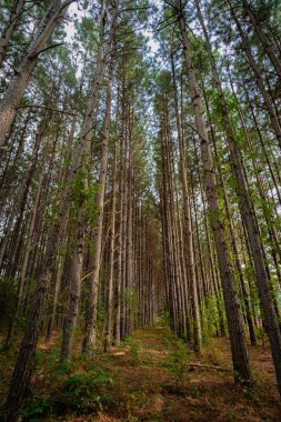 Paralel ağaçlı çam ormanı. Şekil verilmiş görüntü. canlı odak ve dramatik kontrastla.