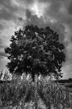 Sıralar dolusu mısırı olan tek bir ağaç ve siyah beyaz fırtınalı bulutlar.