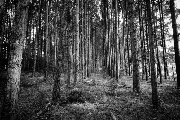 Las Sosnowy Równoległymi Drzewami Obraz Monochromatyczny Wyraźnym Skupieniem Dramatycznym Kontrastem — Zdjęcie stockowe
