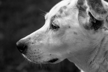 Siyah beyaz sadık bir köpeğin bakışları.