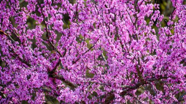 Çerçeveyi pembe çiçekler doldurur