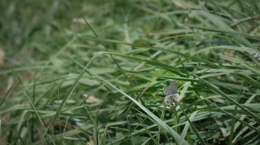 Yırtık kanatlı kelebek polen toplamaya devam ediyor