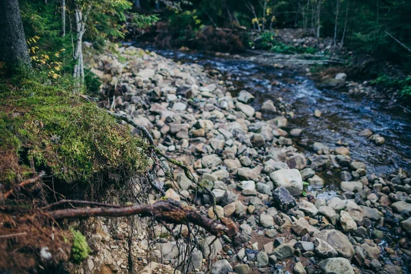 Un primo piano di una roccia vicino a una foresta — Foto Stock