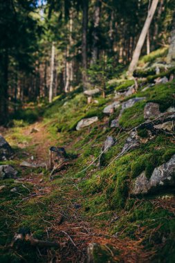 Ağacın yanındaki kayanın yakınına.