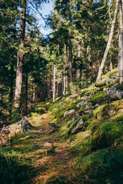 Ormanda büyük bir ağaç