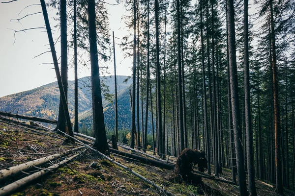 Un train descendant les voies ferrées près d'une forêt — Photo