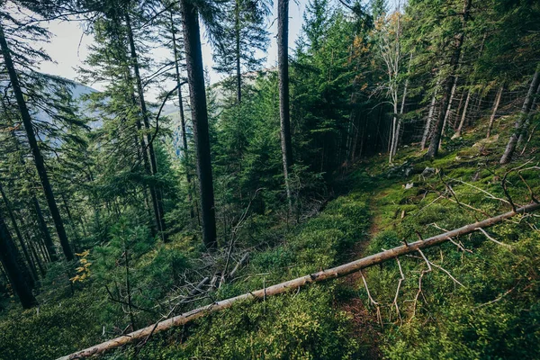 Kakum Ulusal Parkı bir orman üzerinde. — Stok fotoğraf