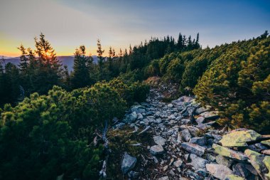 Ormanda büyük bir ağaç