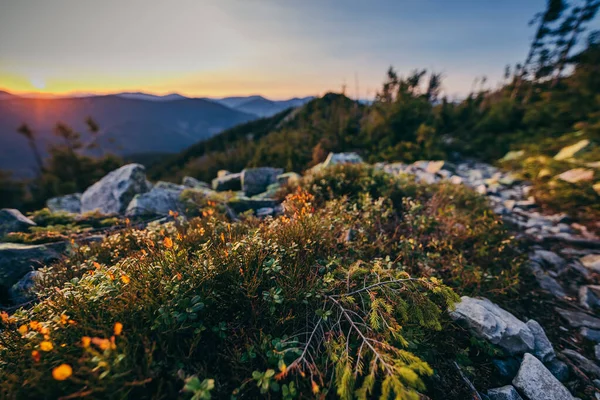 Een rotsachtig landschap met struiken — Stockfoto