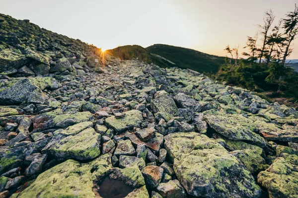 Egy csapat sirály áll egy sziklás dombon. — Stock Fotó
