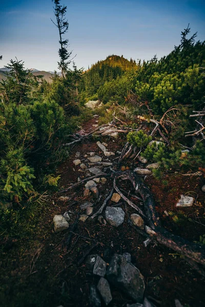 Uma grande árvore numa floresta. Trilha montesa — Fotografia de Stock