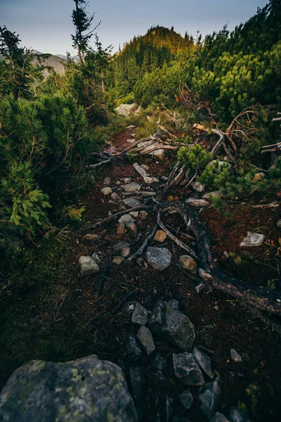 Zblízka na svahu kopce vedle stromu — Stock fotografie