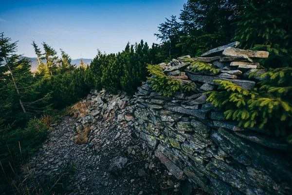 Ett träd bredvid en bergvägg — Stockfoto
