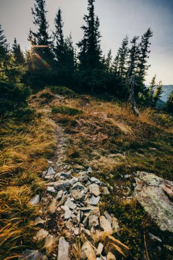 Arkasında dağ olan bir ağaç. Dağ yolu