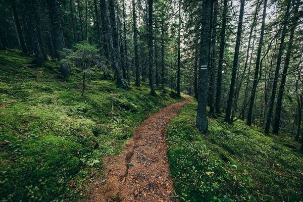 Vlak na svěžím zeleném lese — Stock fotografie