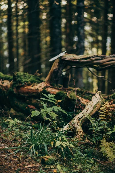 Un gros plan d'un arbre — Photo